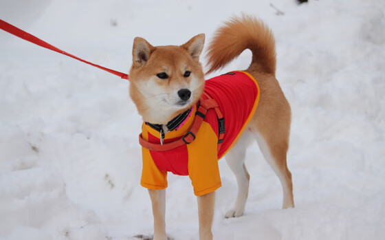 枫叶军团爆冷南美高原，莱奥，不止是进球，更是节奏的魔法师