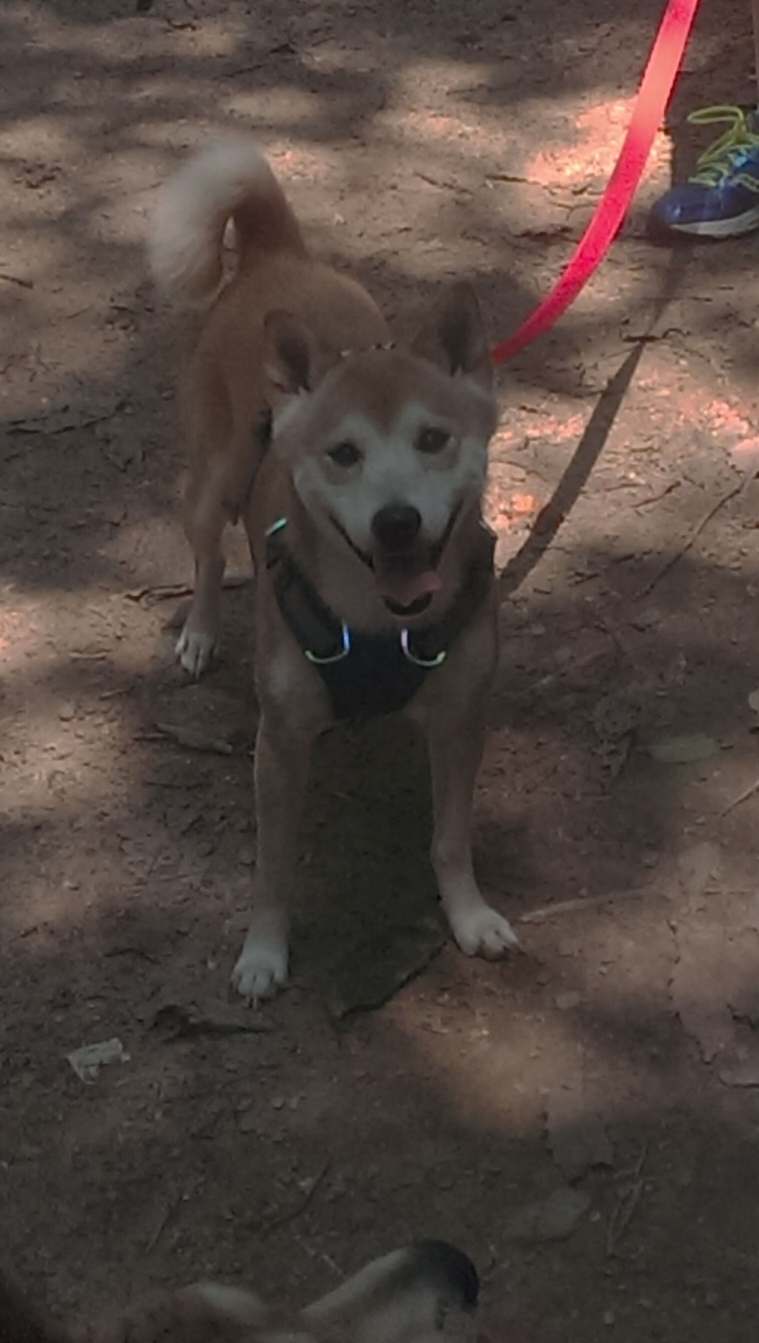 拉文存在感拉满，凯尔特人上演惊天翻盘，广厦队功亏一篑