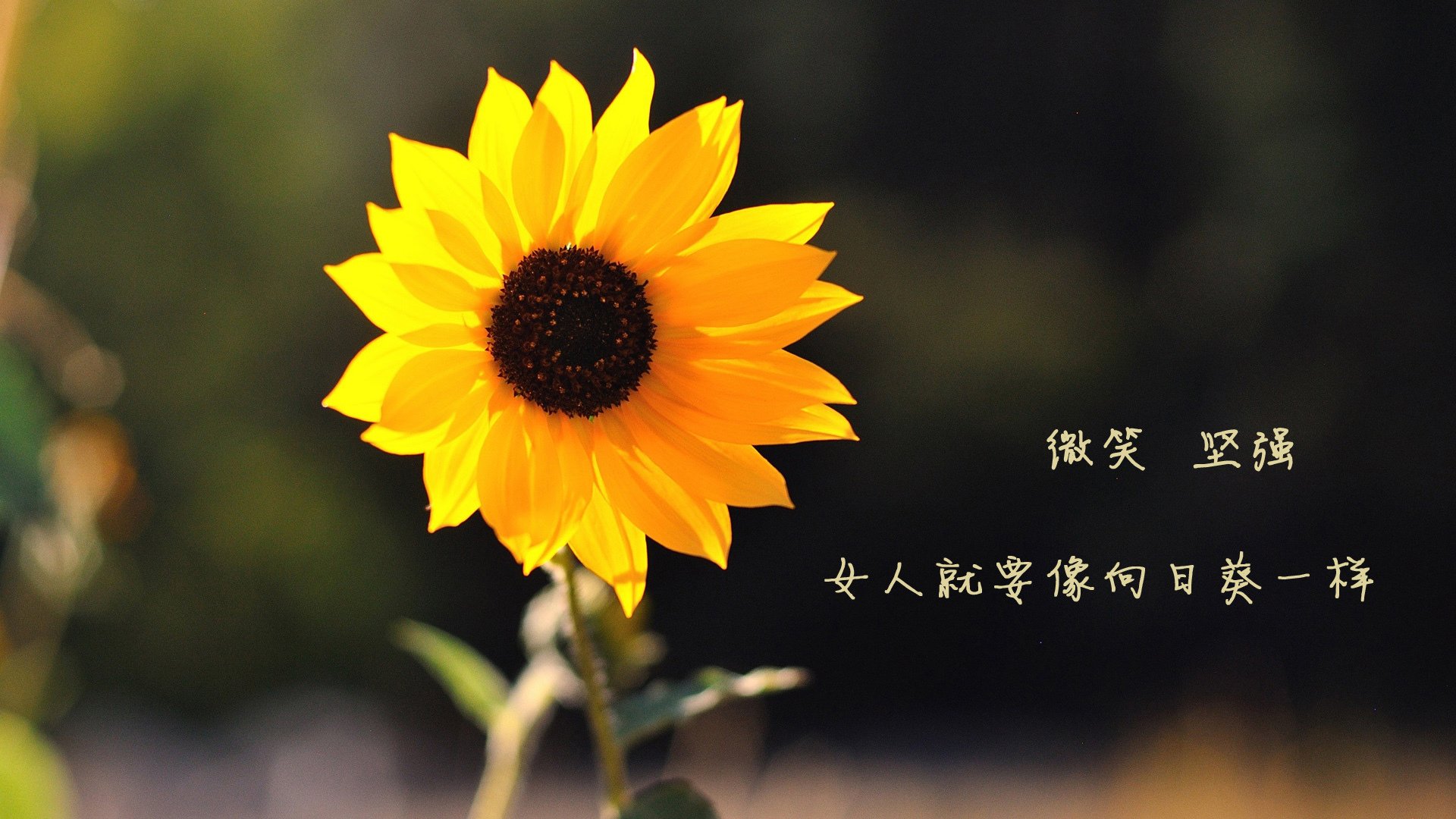 新疆队强势晋级,杜兰特式大场面先生主宰关键战